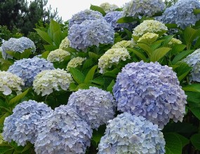 수국학명: Hydrangea macrophylla (Thunb.) Ser.범의귀과. 낙엽활엽관목.  꽃 6~7월  원산지 중국. 현재는 일본에서 개량된 품종이 널리 심어지고 있습니다.커다란 꽃송이는 꽃받침만으로 이루어져 있고 암술과 수술이 없어 열매를 맺지 못한답니다. 흙이 산성이면 푸른빛이 돌고 알칼리 성분이면 분홍빛이 짐해지기 때문에 흙에 첨가제를 넣어 꽃 색깔을 마음대로 바꾸기도 합니다.이름만큼이나 물을 유난히 좋아하는 수국(水菊)은 조금만 건조해도 금세 말라버리지만 적합한 환경 속에서는 어느 꽃보다도 오래 피어 있는 꽃입니다. 수국의 꽃말 중에 변심이 들어 있는 것도 산성이 강하면 푸른 색으로, 알칼리성이 강하면 붉은 색으로 변하는 꽃빛에서 비롯된 것입니다.산수국 (Hydrangea serrata)학명 : Hydrangea serrata for. acuminata 범의귀과 낙엽활엽관목 꽃 7~8월 열매 10월화단에 심어 기르는 수국과 가까운 형제 나무로 산에서 자라기 때문에 산수국이라 합니다. 7월이 되면 산수국 가지 끝에는 커다란 접시모양의 꽃송이가 하늘을 보고 피며, 가장자리에만 꽃잎을 가진 꽃이 빙 둘러 있고 이 꽃은 암술과 수술은 없고 꽃받침 조각만으로 이루어진 꽃이며, 가운데 자잘한 꽃들은 꽃잎은 없지만 암술과 수술을 가지고 있어 열매를 맺을 수 있는 양성화입니다.